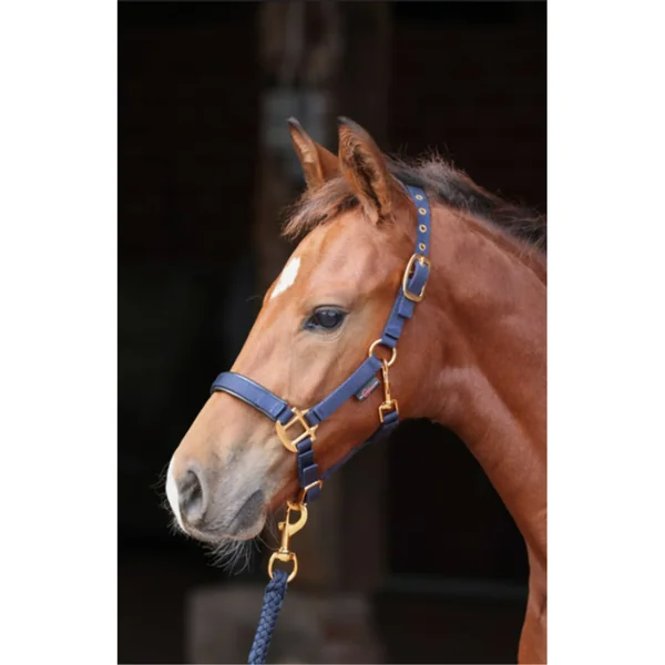 LICOL TOPLINE NAVY, POULAIN