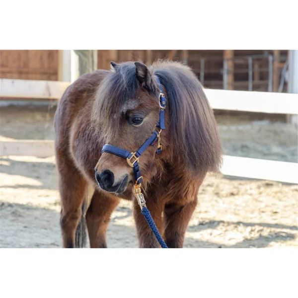 LICOL TOPLINE NAVY, POULAIN